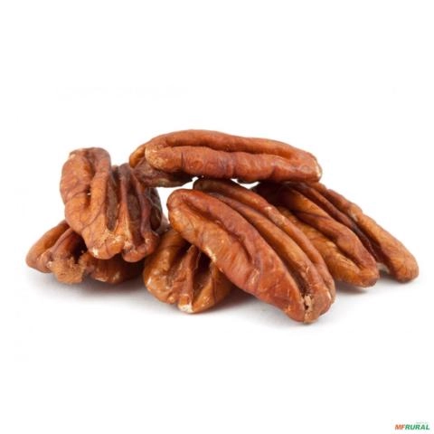 Imagem Muda de Noz Pecã Altura de 0,40 cm a 0,80 cm Imagem Muda de Noz Pecã Altura de 0,40 cm a 0,80 cm