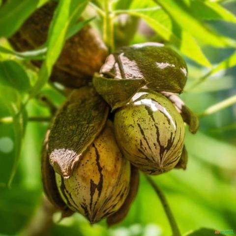 Imagem Muda de Noz Pecã Altura de 0,40 cm a 0,80 cm Imagem Muda de Noz Pecã Altura de 0,40 cm a 0,80 cm