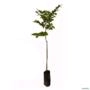 Muda de Noz Pecã de 40 a 80 cm Imagem Muda de Noz Pecã de 40 a 80 cm