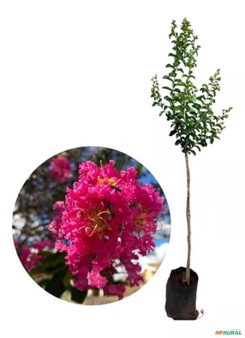 Muda de Resedá Gigante de 1 a 1,5 m, Árvore de Sombra e Flor Roxa Imagem Muda de Resedá Gigante de 1 a 1,5 m, Árvore de Sombra e Flor Roxa
