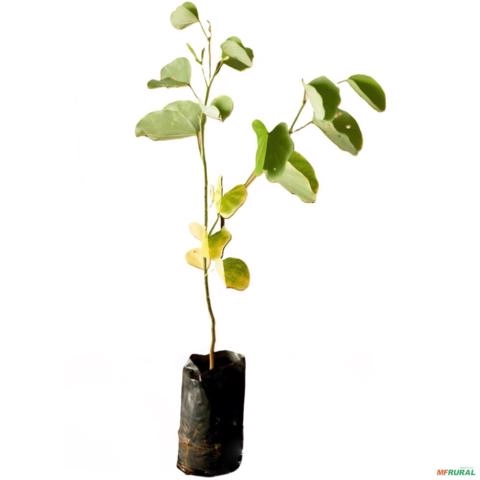 Kit de 3 Planta Nativa Pata de Vaca - Branca, Rosa, Roxa Imagem Kit de 3 Planta Nativa Pata de Vaca - Branca, Rosa, Roxa