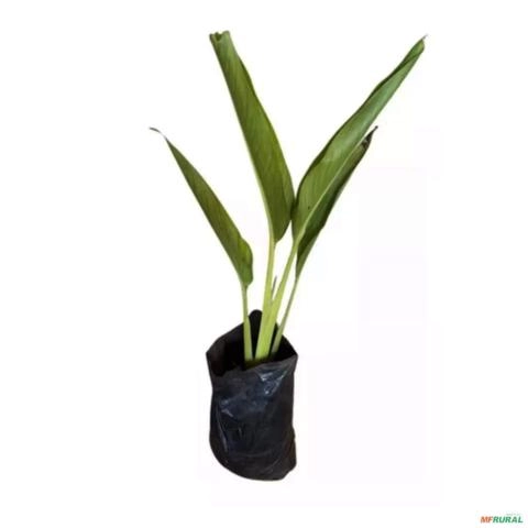 Imagem Muda de Ravenala Altura de 1,0 m a 1,50 Imagem Muda de Ravenala Altura de 1,0 m a 1,50