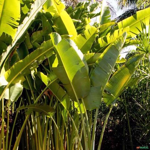 Imagem Muda de Ravenala Altura de 1,0 m a 1,50 Imagem Muda de Ravenala Altura de 1,0 m a 1,50