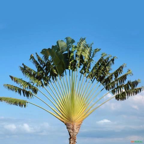 Imagem Muda de Ravenala Altura de 1,0 m a 1,50 Imagem Muda de Ravenala Altura de 1,0 m a 1,50