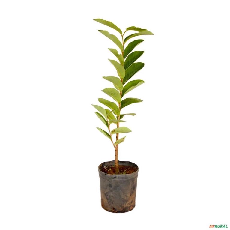 Kit de 5 goiabas- Tailandesa, Paluma, Roxa, Amarela e Branca Imagem Kit de 5 goiabas- Tailandesa, Paluma, Roxa, Amarela e Branca