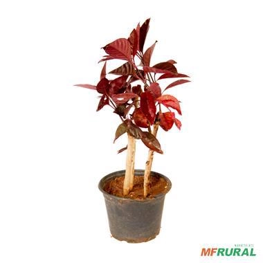 Imagem Kit de 5 goiabas- Tailandesa, Paluma, Roxa, Amarela e Branca Imagem Kit de 5 goiabas- Tailandesa, Paluma, Roxa, Amarela e Branca