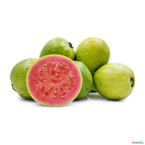 Imagem Kit de 5 goiabas- Tailandesa, Paluma, Roxa, Amarela e Branca Imagem Kit de 5 goiabas- Tailandesa, Paluma, Roxa, Amarela e Branca