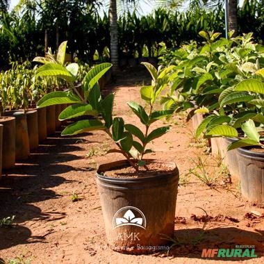 Imagem Kit de 5 goiabas- Tailandesa, Paluma, Roxa, Amarela e Branca Imagem Kit de 5 goiabas- Tailandesa, Paluma, Roxa, Amarela e Branca