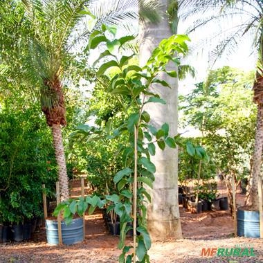 Imagem Kit de 5 goiabas- Tailandesa, Paluma, Roxa, Amarela e Branca Imagem Kit de 5 goiabas- Tailandesa, Paluma, Roxa, Amarela e Branca