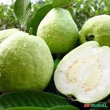 Imagem Kit de 5 goiabas- Tailandesa, Paluma, Roxa, Amarela e Branca Imagem Kit de 5 goiabas- Tailandesa, Paluma, Roxa, Amarela e Branca