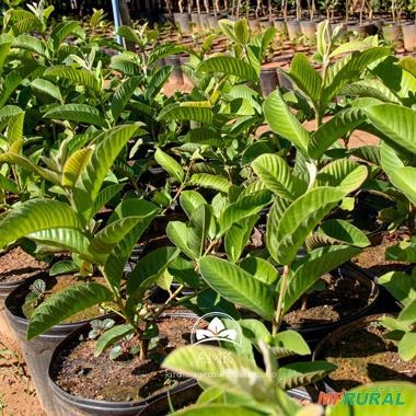 Imagem Kit de 5 goiabas- Tailandesa, Paluma, Roxa, Amarela e Branca Imagem Kit de 5 goiabas- Tailandesa, Paluma, Roxa, Amarela e Branca