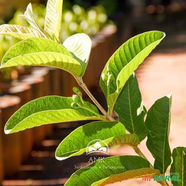 Imagem Kit de 5 goiabas- Tailandesa, Paluma, Roxa, Amarela e Branca Imagem Kit de 5 goiabas- Tailandesa, Paluma, Roxa, Amarela e Branca