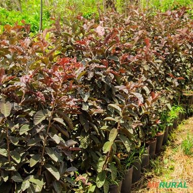 Imagem Kit de 5 goiabas- Tailandesa, Paluma, Roxa, Amarela e Branca Imagem Kit de 5 goiabas- Tailandesa, Paluma, Roxa, Amarela e Branca