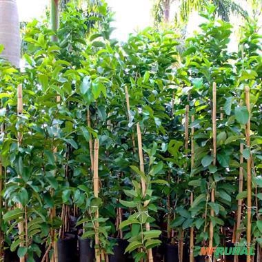 Imagem Kit de 5 goiabas- Tailandesa, Paluma, Roxa, Amarela e Branca Imagem Kit de 5 goiabas- Tailandesa, Paluma, Roxa, Amarela e Branca