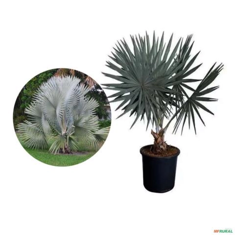 Muda de Palmeira Bismarckia Altura de 1,0 m a 1,5 m Imagem Muda de Palmeira Bismarckia Altura de 1,0 m a 1,5 m