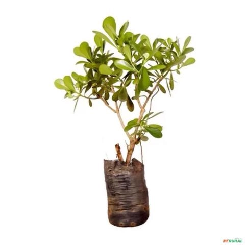 Imagem Muda de Clúsia Pronta Para Plantio 10 cm a 40 cm Imagem Muda de Clúsia Pronta Para Plantio 10 cm a 40 cm