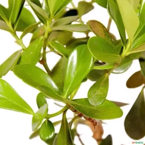 Imagem Muda de Clúsia Pronta Para Plantio 10 cm a 40 cm Imagem Muda de Clúsia Pronta Para Plantio 10 cm a 40 cm