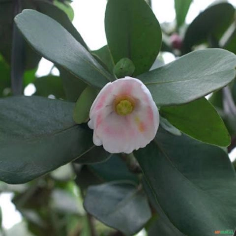 Imagem Muda de Clúsia Pronta Para Plantio 10 cm a 40 cm Imagem Muda de Clúsia Pronta Para Plantio 10 cm a 40 cm