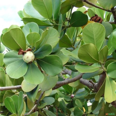 Imagem Muda de Clúsia Pronta Para Plantio 10 cm a 40 cm Imagem Muda de Clúsia Pronta Para Plantio 10 cm a 40 cm