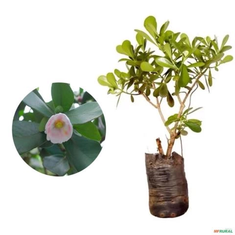 Muda de Clúsia de 10 a 40 cm Imagem Muda de Clúsia de 10 a 40 cm