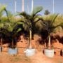Muda de Palmeira Buriti Altura de 1,5 m a 2,m Imagem Muda de Palmeira Buriti Altura de 1,5 m a 2,m