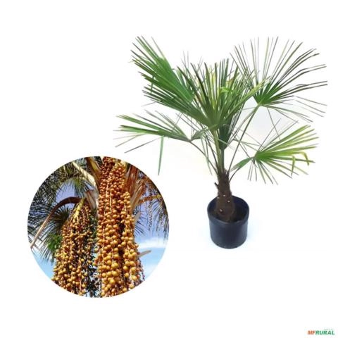Muda de Palmeira Buriti de 1,5 a 2 m Imagem Muda de Palmeira Buriti de 1,5 a 2 m