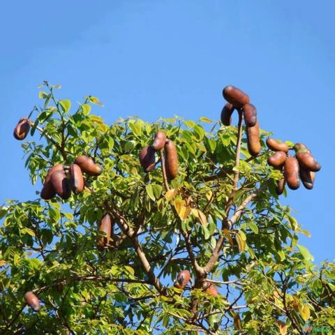Imagem Muda de Jatobá Pronta Para Plantio 10 cm a 40 cm Imagem Muda de Jatobá Pronta Para Plantio 10 cm a 40 cm