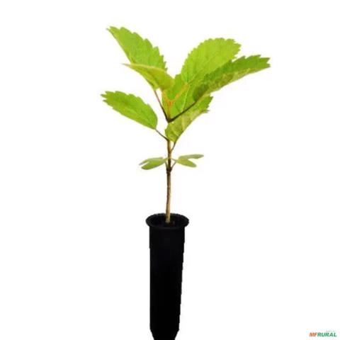 Imagem Muda de ipê rosa Pronta Para Plantio 10 cm a 40 cm Imagem Muda de ipê rosa Pronta Para Plantio 10 cm a 40 cm