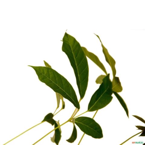 Imagem Muda de ipê rosa Pronta Para Plantio 10 cm a 40 cm Imagem Muda de ipê rosa Pronta Para Plantio 10 cm a 40 cm