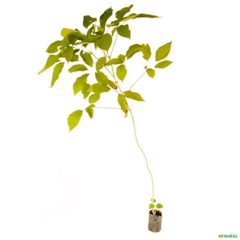 Imagem Muda de ipê rosa Pronta Para Plantio 10 cm a 40 cm Imagem Muda de ipê rosa Pronta Para Plantio 10 cm a 40 cm