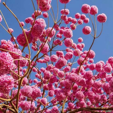 Imagem Muda de ipê rosa Pronta Para Plantio 10 cm a 40 cm Imagem Muda de ipê rosa Pronta Para Plantio 10 cm a 40 cm