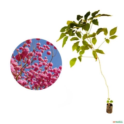 Muda de Ipê Rosa de 10 a 40 cm Imagem Muda de Ipê Rosa de 10 a 40 cm