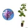 Muda de Ipê Roxo de 10 a 40 cm Imagem Muda de Ipê Roxo de 10 a 40 cm