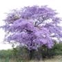 Muda de Ipê Roxo de 10 a 40 cm Imagem Muda de Ipê Roxo de 10 a 40 cm
