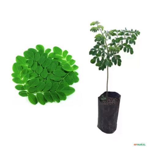 Muda de Moringa Pronta Para Plantio 10 cm a 40 cm Imagem Muda de Moringa Pronta Para Plantio 10 cm a 40 cm