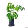 Muda de Moringa de 10 a 40 cm Imagem Muda de Moringa de 10 a 40 cm