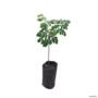 Muda de Moringa de 10 a 40 cm Imagem Muda de Moringa de 10 a 40 cm