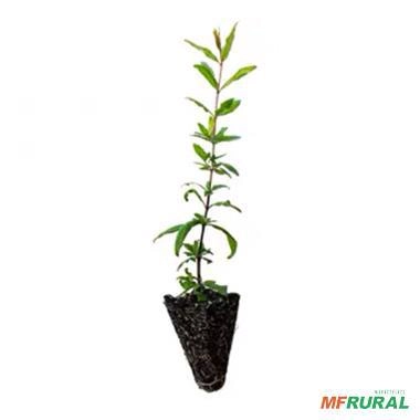 Imagem Muda de Romã Pronta Para Plantio 10 cm a 40 cm Imagem Muda de Romã Pronta Para Plantio 10 cm a 40 cm