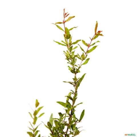 Imagem Muda de Romã Pronta Para Plantio 10 cm a 40 cm Imagem Muda de Romã Pronta Para Plantio 10 cm a 40 cm