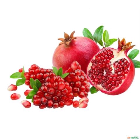 Imagem Muda de Romã Pronta Para Plantio 10 cm a 40 cm Imagem Muda de Romã Pronta Para Plantio 10 cm a 40 cm