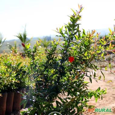 Imagem Muda de Romã Pronta Para Plantio 10 cm a 40 cm Imagem Muda de Romã Pronta Para Plantio 10 cm a 40 cm