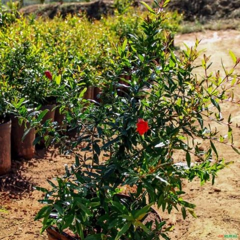 Imagem Muda de Romã Pronta Para Plantio 10 cm a 40 cm Imagem Muda de Romã Pronta Para Plantio 10 cm a 40 cm