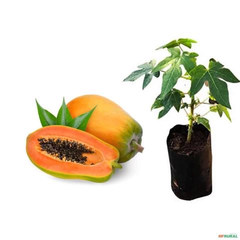 Muda de Mamão Formosa de 10 a 40 cm Imagem Muda de Mamão Formosa de 10 a 40 cm