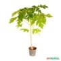Muda de Mamão Formosa de 10 a 40 cm Imagem Muda de Mamão Formosa de 10 a 40 cm