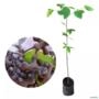 Muda de Uva Japonesa de 10 a 40 cm Imagem Muda de Uva Japonesa de 10 a 40 cm