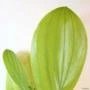 Muda de Acácia Mangium Pronta Para Plantio 10 cm a 40 cm
