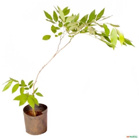 Muda de Acácia Mangium Pronta Para Plantio 10 cm a 40 cm Imagem Muda de Acácia Mangium Pronta Para Plantio 10 cm a 40 cm