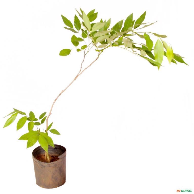 Muda de Acácia Mangium Pronta Para Plantio 10 cm a 40 cm Imagem Muda de Acácia Mangium Pronta Para Plantio 10 cm a 40 cm