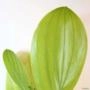 Muda de Acácia Mangium Pronta Para Plantio 10 cm a 40 cm Imagem Muda de Acácia Mangium Pronta Para Plantio 10 cm a 40 cm