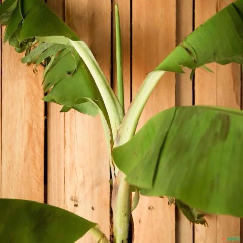 Muda de Banana Nanica Altura de 1,0 m a 1,5 m